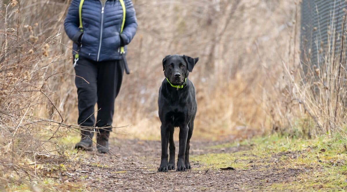 Professional dog walker with black Labrador on a nature trail in Potomac MD